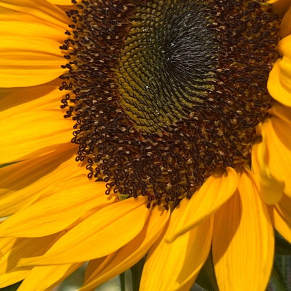 🌻🌻🌻 - Picture 1 of 1